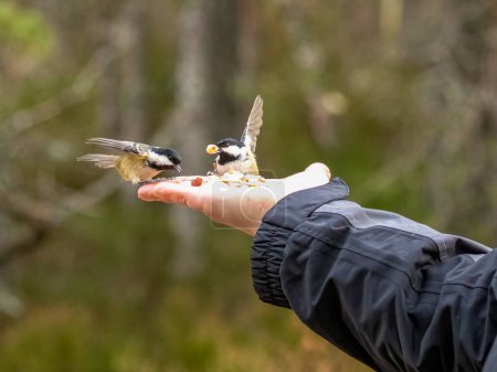 woman hand feeding small birds in the forest