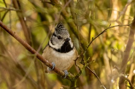 Foto de Crested tit bird at Loch Garten, Scotland - Imagen libre de derechos