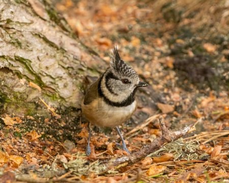 Téléchargez les photos : Crested tit bird at Loch Garten, Scotland - en image libre de droit