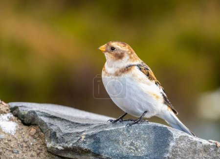 Foto de Nieve Bunting ave en el Parque Nacional Cairngorm - Imagen libre de derechos