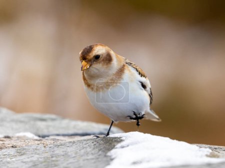 Foto de Nieve Bunting ave en el Parque Nacional Cairngorm - Imagen libre de derechos