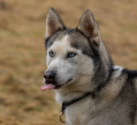 Photo for Siberian Husky waiting to race - Royalty Free Image
