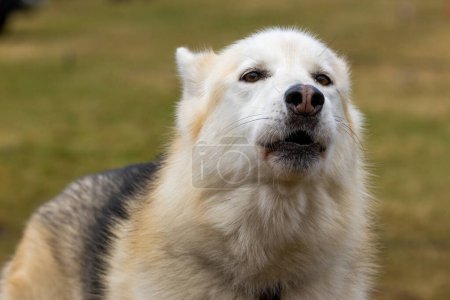 Téléchargez les photos : Husky sibérien en attente de course - en image libre de droit