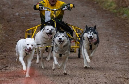 Téléchargez les photos : Équipe Husky de Sibérie en course à Aviemore - en image libre de droit
