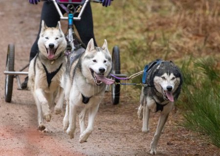 Photo for Siberian Husky team racing in Aviemore - Royalty Free Image