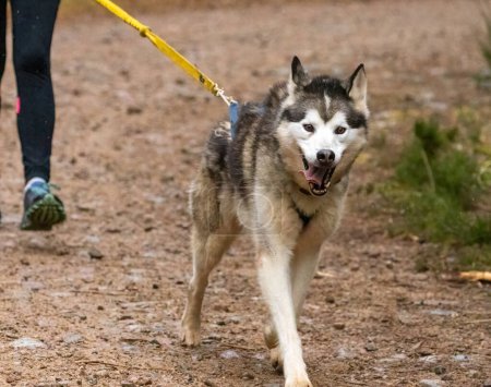 Téléchargez les photos : Husky sibérien en attente de course - en image libre de droit