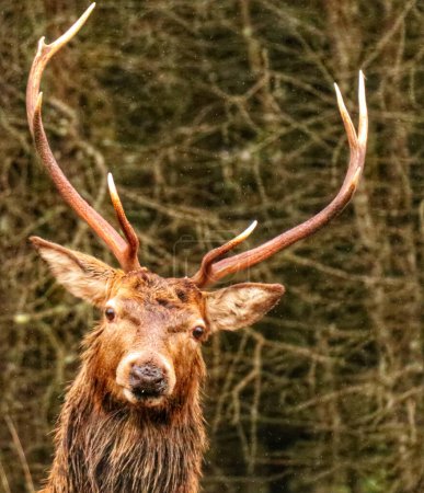 Foto de Ciervo en las tierras altas de Escocia - Imagen libre de derechos