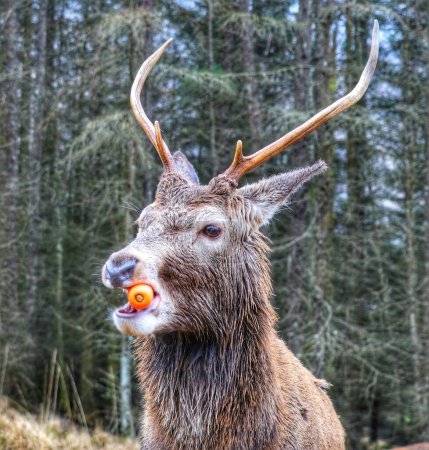 Téléchargez les photos : Cerf dans les hauts plateaux d'Écosse - en image libre de droit