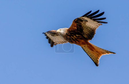 Photo for Osprey from Africa in Scotland for the summer - Royalty Free Image