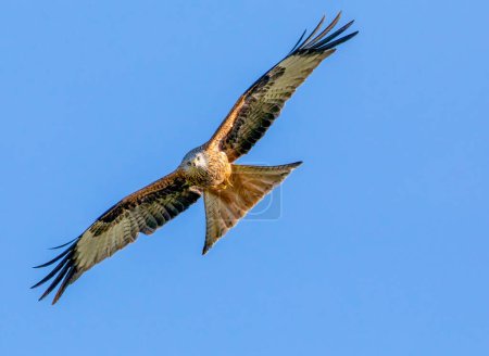 Téléchargez les photos : Red kite catching the sunlight - en image libre de droit
