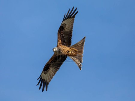 Foto de Osprey de África en Escocia para el verano - Imagen libre de derechos