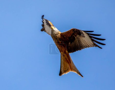 Foto de Osprey de África en Escocia para el verano - Imagen libre de derechos