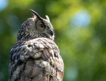 Photo for Scenic view of beautiful eagle owl bird in nature with beautiful green background - Royalty Free Image