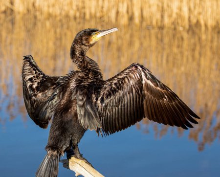 Téléchargez les photos : Oiseau cormoran dans l'habitat naturel - en image libre de droit
