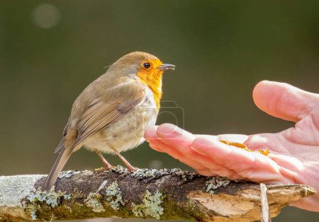 Téléchargez les photos : Robin sein rouge sur une branche - en image libre de droit