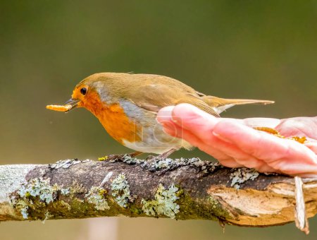 Photo for Robin red breast on a branch - Royalty Free Image