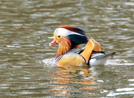 Téléchargez les photos : Canard mandarin mâle sur le lac - en image libre de droit