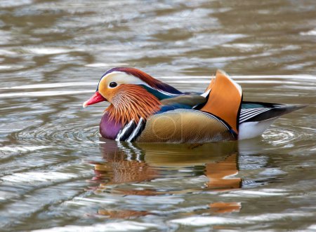 Téléchargez les photos : Canard mandarin mâle sur le lac - en image libre de droit