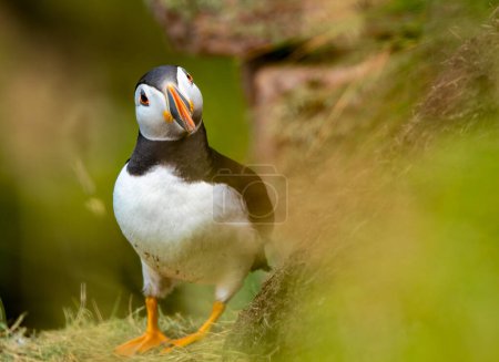 Photo for Puffin on Herma Ness, Shetland - Royalty Free Image
