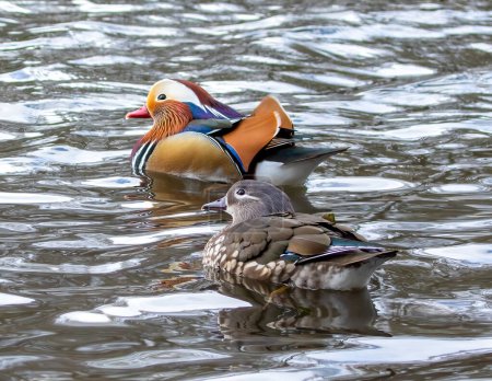 Photo for Male and Female mandarin ducks - Royalty Free Image