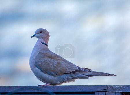 Photo for Close up of a peaceful collared dove in the garden - Royalty Free Image