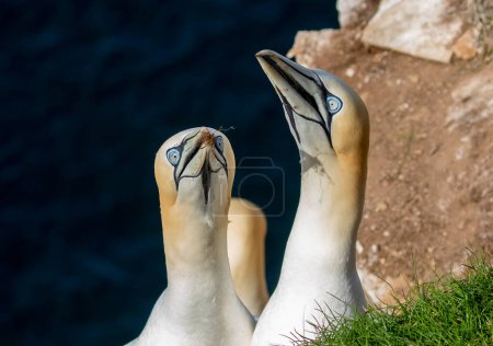 Photo for Northern gannets on the cliff - Royalty Free Image