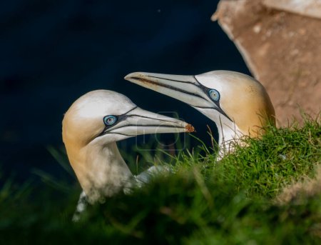 Northern gannets on the cliff