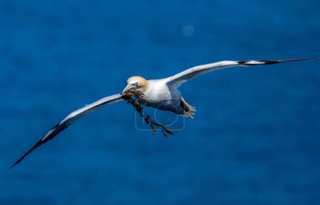 Photo for Northern gannet on the cliff - Royalty Free Image