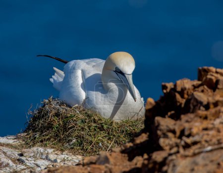 Photo for Northern gannet on the cliff - Royalty Free Image
