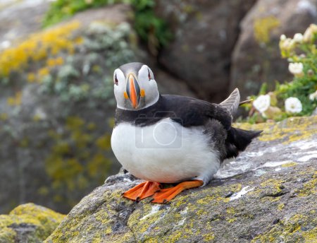Photo for Puffin on Herma Ness, Shetland - Royalty Free Image