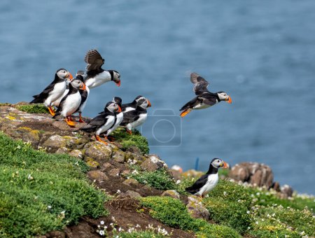 Photo for Puffins on Isle of May - Royalty Free Image