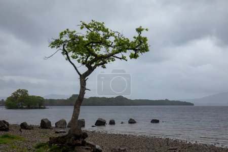 Photo for Loan oak on Loch Lomond - Royalty Free Image
