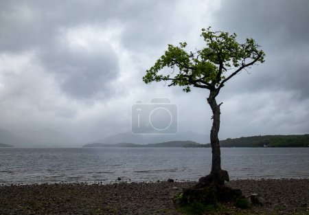 Téléchargez les photos : Prêt chêne sur le Loch Lomond - en image libre de droit