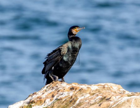 Photo for Cormorant sitting on a harbour wall - Royalty Free Image