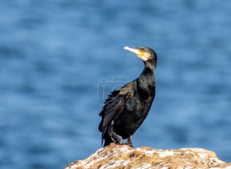 Photo for Cormorant sitting on a harbour wall - Royalty Free Image