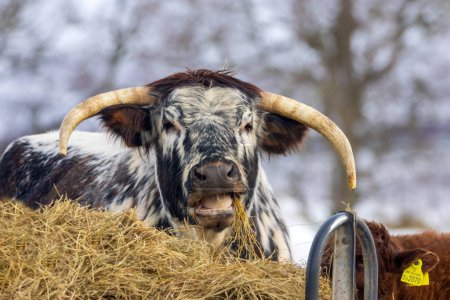 Foto de Highland long horn cow in the sunshine in the scottish highlands - Imagen libre de derechos