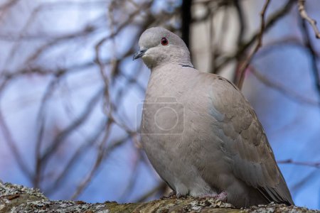 Téléchargez les photos : Un oiseau de colombe à collier paisible est assis sur une branche d'un arbre en fleurs - en image libre de droit