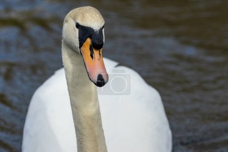 Photo for Beautiful white mute swan portrait on the lake - Royalty Free Image