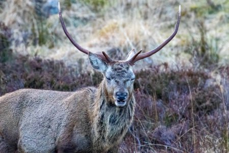 Photo for A closeup shot of a young red stag eating heather in the Scottish highlands - Royalty Free Image