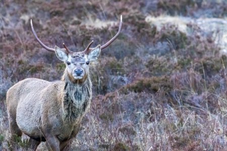 Photo for A closeup shot of a young red stag eating heather in the Scottish highlands - Royalty Free Image