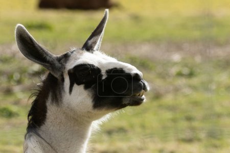 Photo for A closeup shot of a cute black and white Llama - Royalty Free Image
