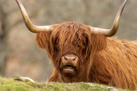 Foto de Ganado escocés de las tierras altas, animales, escoceses, vacas de las tierras altas que yacen en la hierba, pastando y mirando a la cámara - Imagen libre de derechos