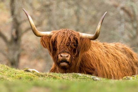 Photo for Scottish highland cattle, animal, scotland, highland cow lying in the grass, grazing and looking at the camera - Royalty Free Image
