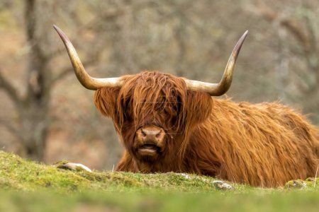 Foto de Ganado escocés de las tierras altas, animales, escoceses, vacas de las tierras altas que yacen en la hierba, pastando y mirando a la cámara - Imagen libre de derechos