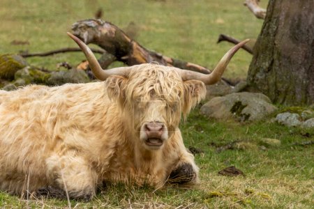 Foto de Primer plano de una vaca blanca y peluda de las tierras altas escocesas con grandes astas tumbadas en un pastizal - Imagen libre de derechos