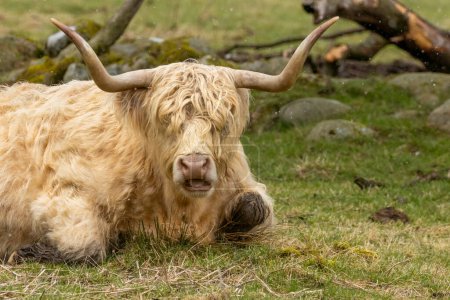 Téléchargez les photos : Gros plan d'une vache des hautes terres écossaise blanche et poilue avec de gros bois couchés dans un pâturage - en image libre de droit