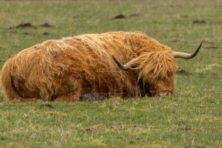 Téléchargez les photos : Vache des Highlands couchée dans un champ dans les Highlands écossais avec des chutes de neige - en image libre de droit