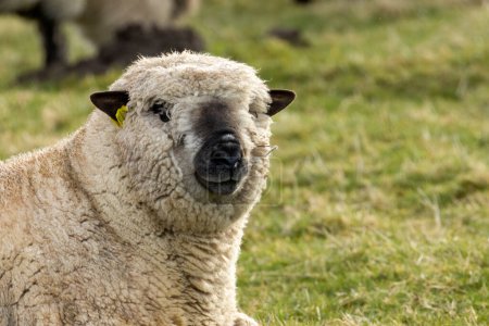 Téléchargez les photos : Moutons dans la prairie - en image libre de droit