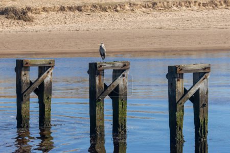 Foto de Garza gris de pie bajo el sol en un viejo soporte de puente de madera junto a la playa - Imagen libre de derechos