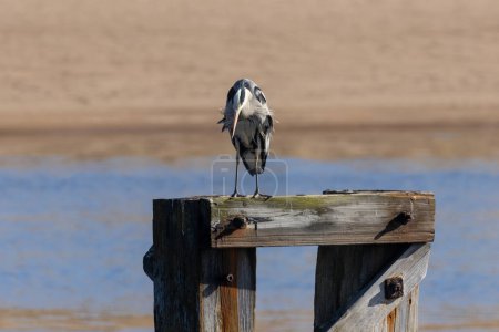 Photo for Grey heron standing in the sunshine on an old wooden bridge support by the beach - Royalty Free Image
